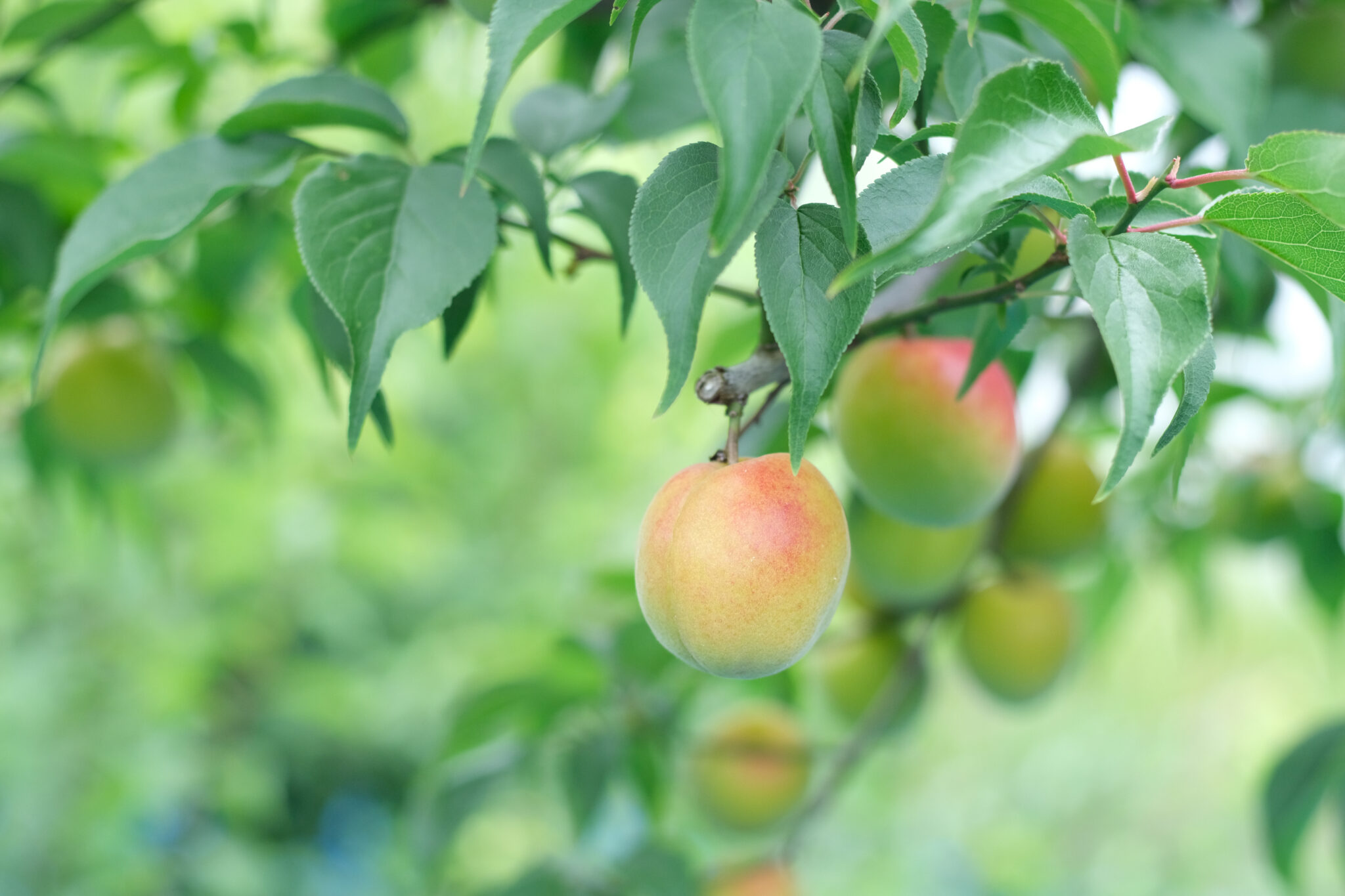 紀州南高梅と梅干しの歴史とルーツ