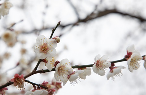 みなべ梅林の魅力と南高梅：歴史と香りに包まれた和歌山の名所
