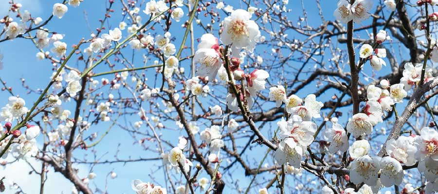 【南高梅奇跡の物語】一目百万本！香り十里！守り抜く南高梅の生命力と職人の技